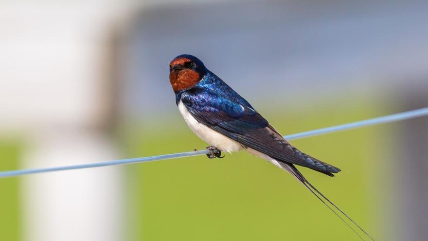 La iniciativa busca implicar activamente a la ciudadanía en la conservación de golondrinas (en la imagen) y vencejos, fundamentales para el equilibrio de los ecosistemas urbanos.