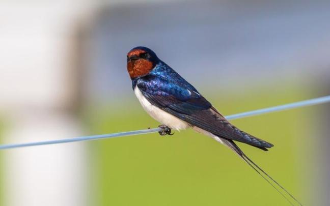 La iniciativa busca implicar activamente a la ciudadanía en la conservación de golondrinas (en la imagen) y vencejos, fundamentales para el equilibrio de los ecosistemas urbanos.