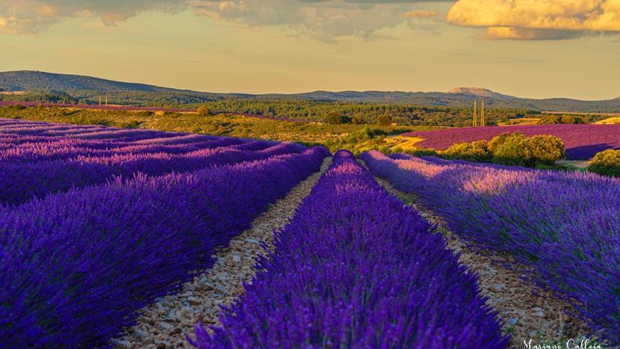 Un campo de lavanda en la localidad burgalesa de Caleruega.