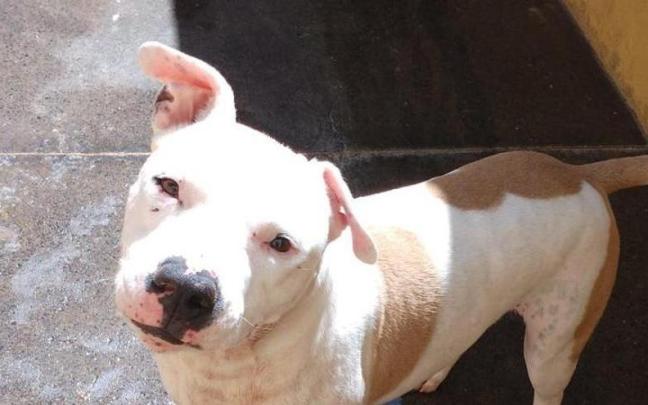 El perro llamado 'Iron'.