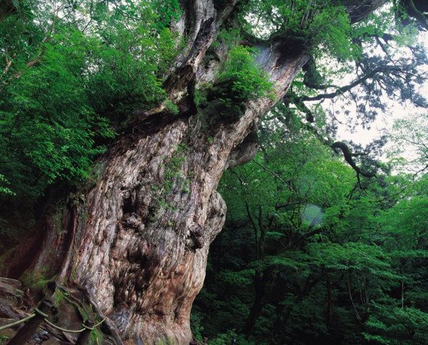 Los bosques de Yakushima.