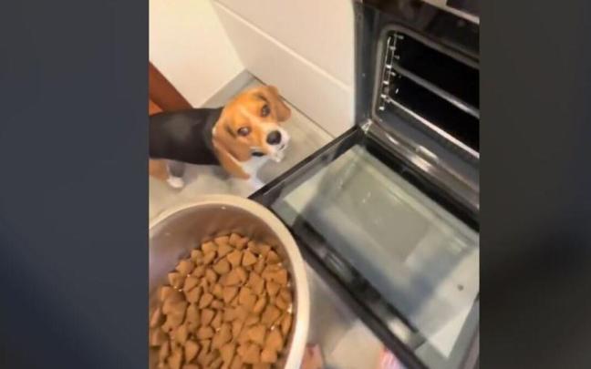El curioso truco de una dueña para que su perro se coma el pienso