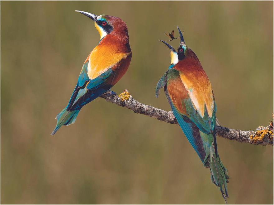 Pareja de abejarucos captada en una salida a la localidad navarra de Pitillas, donde habita una colonia de aves de esta especie.
