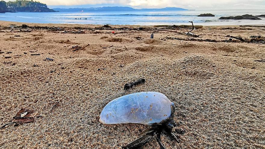 Las últimas semanas se han avistado numerosos ejemplares de carabela portuguesa en la costa vasca.