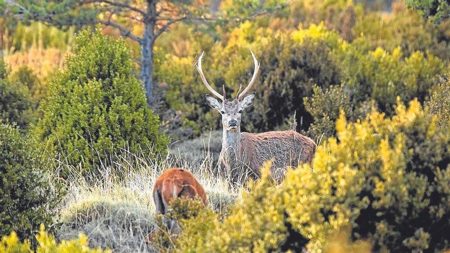 En el Pirineo de Lleida es posible admirar la fauna autóctona en su estado natural.