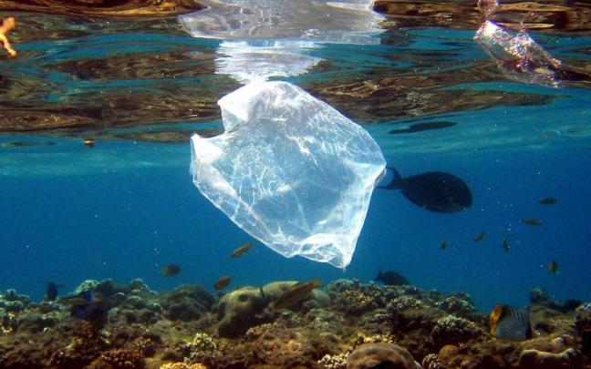 Peces 'comparten' espacio con bolsas de plástico que contaminan las aguas.