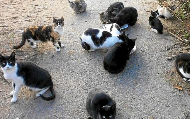 Centenares de gatos podrían estar afectados por el virus de la gripe aviar en Polonia. | FOTO: E.P. Centenares de gatos podrían estar afectados por el virus de la gripe aviar en Polonia. | FOTO: E.P.