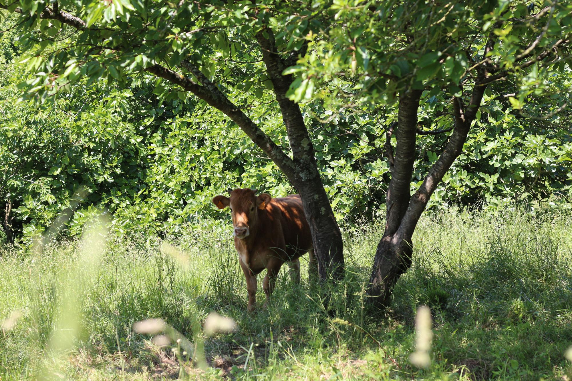 Una ternera en área de pasto en Laudio