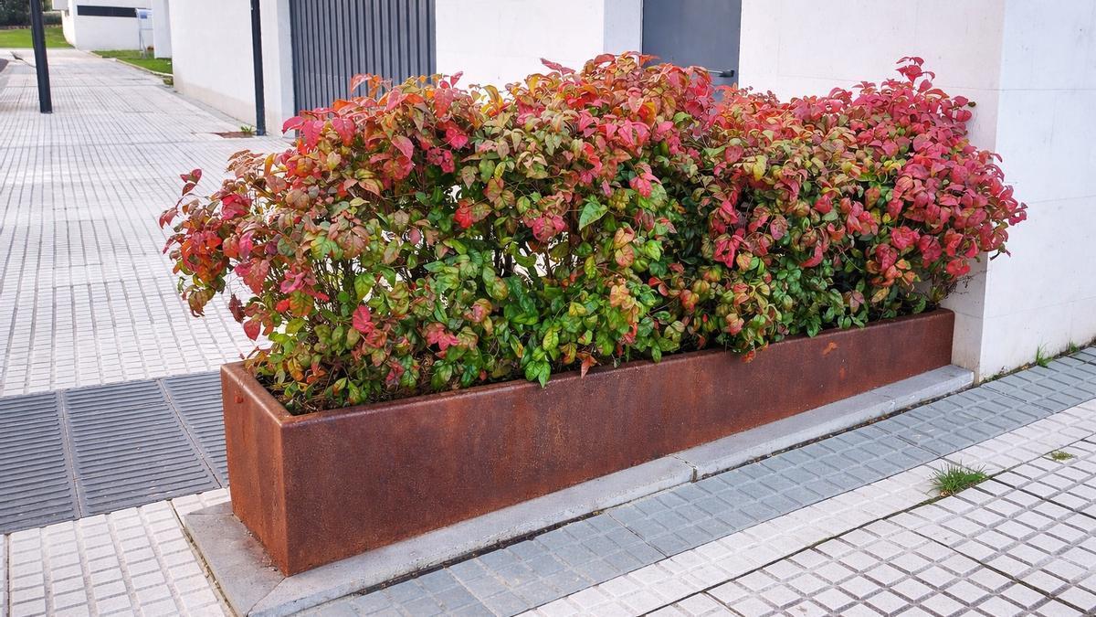 Nuevas plantaciones en Lazkao.