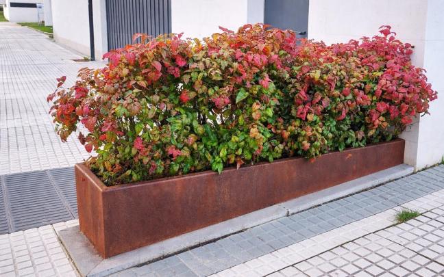 Nuevas plantaciones en Lazkao.