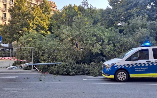 Imagen del árbol caído frente al Parlamento de Navarra. Fotos: Ayuntamiento de Pamplona Imagen del árbol caído frente al Parlamento de Navarra. Fotos: Ayuntamiento de Pamplona