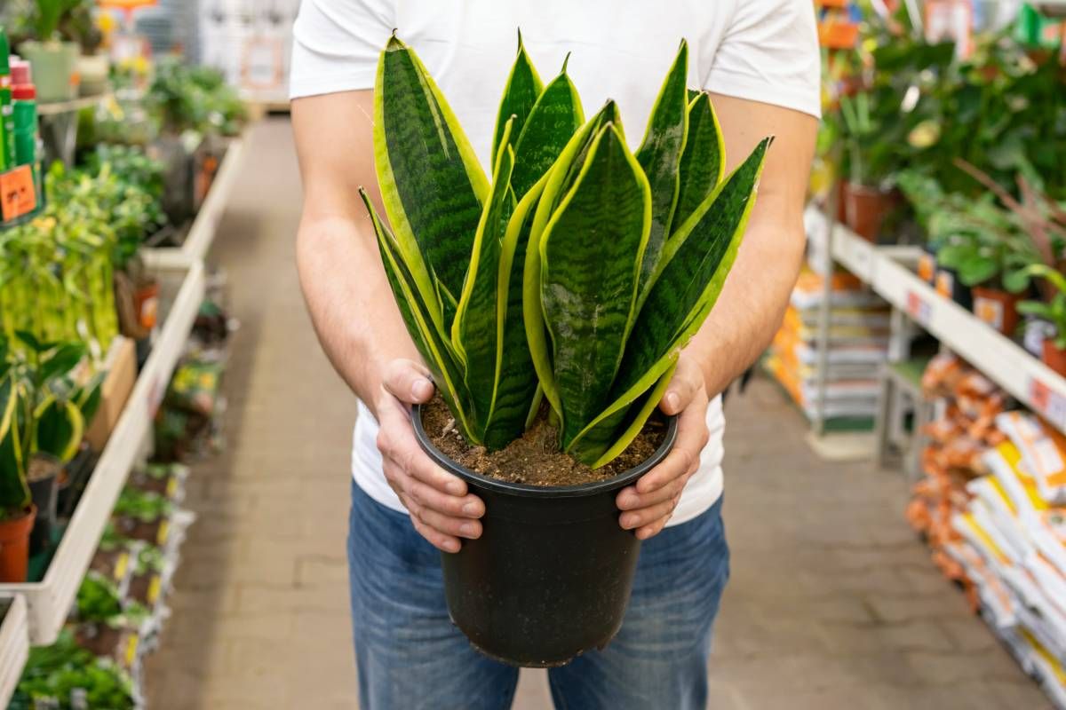 Lengua de suegra ('Sansevieria').
