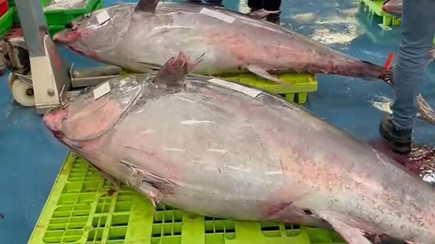 Descarga de atunes de más de 200 kilos en Pasaia