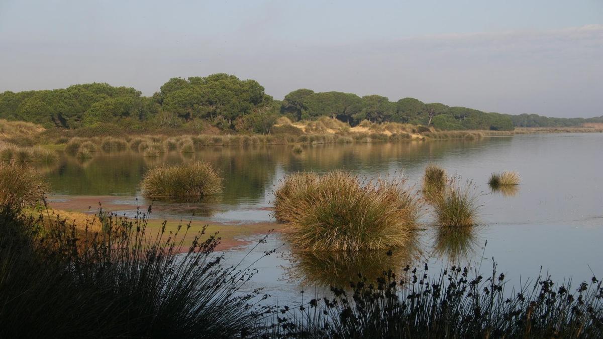 Las marismas de Doñana.