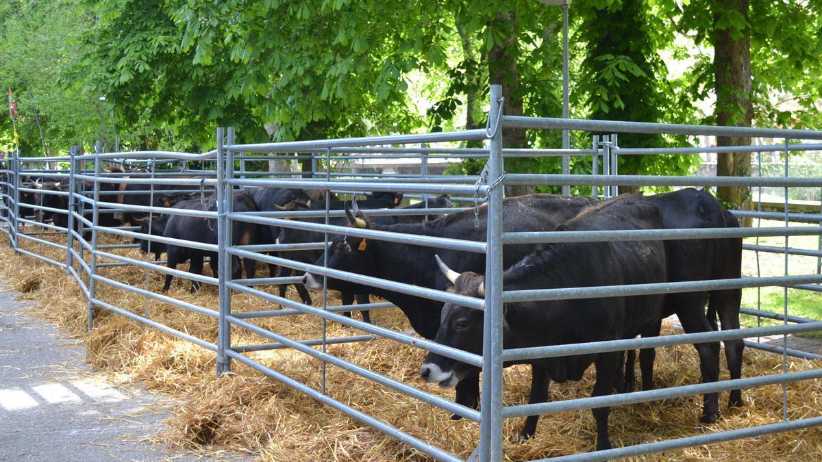 Corral de vacas terreñas en la feria de Kuartango