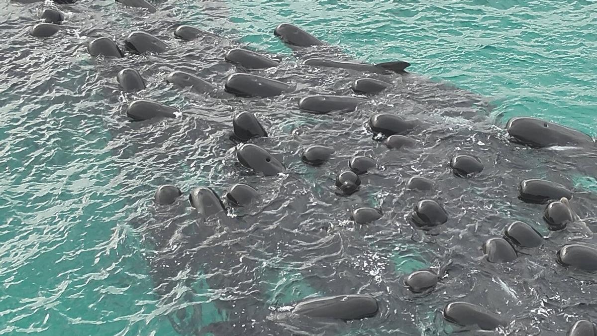 Ballenas varadas | Un grupo de voluntarios trabajó para mantenerlas con vida cerca de la playa de Cheynes.