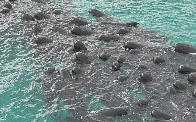 Ballenas varadas | Un grupo de voluntarios trabajó para mantenerlas con vida cerca de la playa de Cheynes.