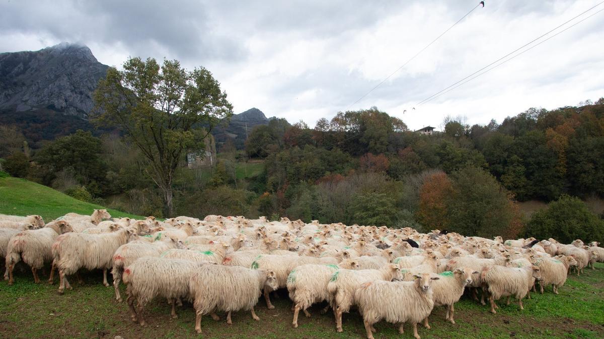 Puedes experimentar ser pastor por un día en Alluiz Natura, Gomiztegi Baserria, Atxeta Gazta y Kortariko Borda.