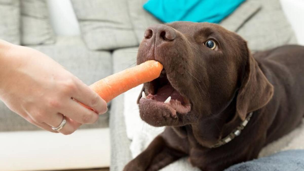 Mano de una chica mientras ofrece una zanahoria a su perro.