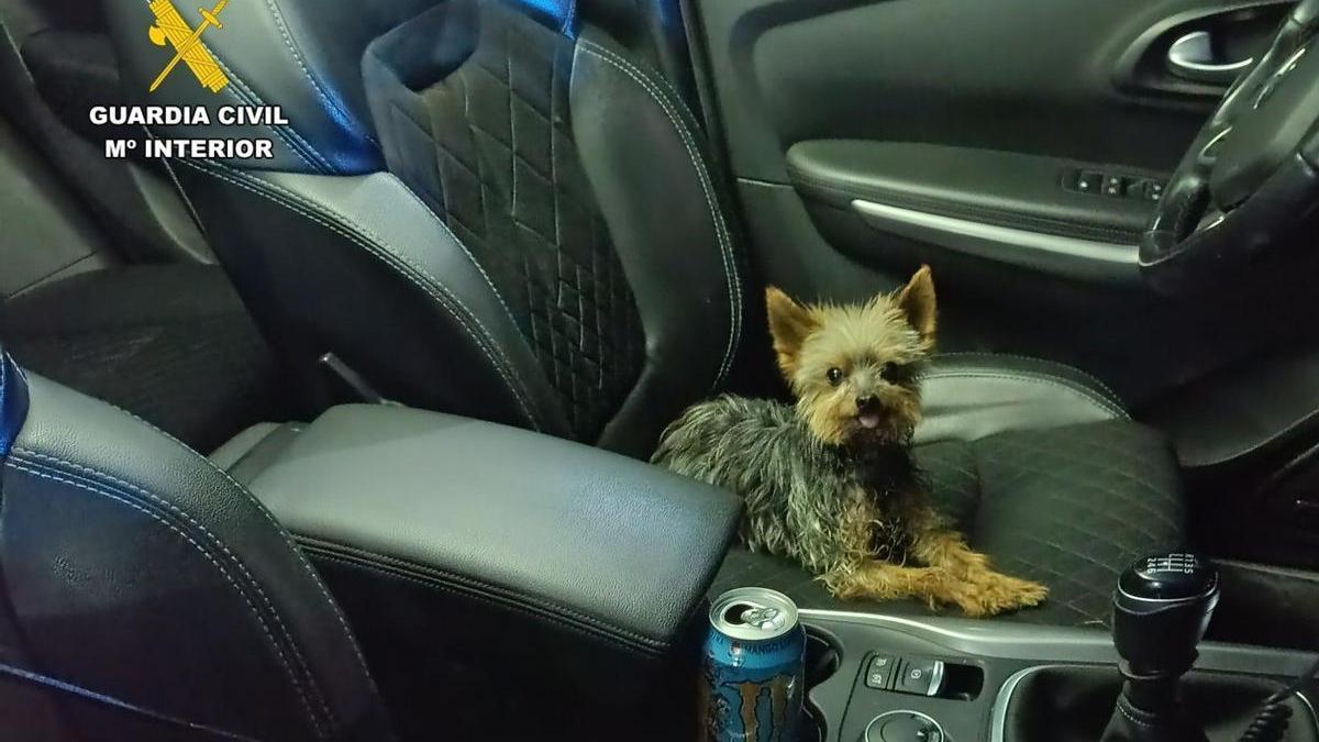 Lucas, el yorkshire cuyo dueño había quedado malherido tras precipitarse por un talud de un camino rural en Bulbuente (Zaragoza).