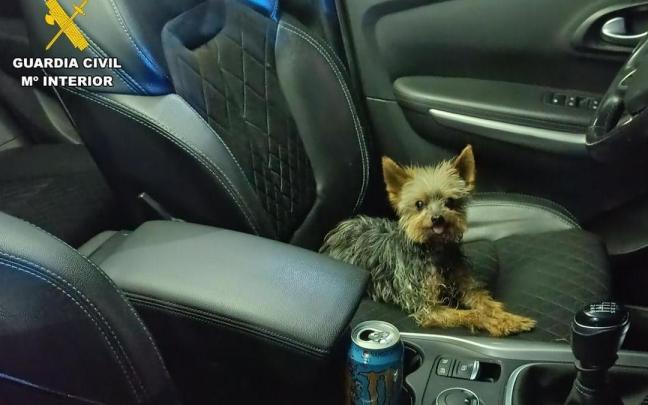Lucas, el yorkshire cuyo dueño había quedado malherido tras precipitarse por un talud de un camino rural en Bulbuente (Zaragoza).