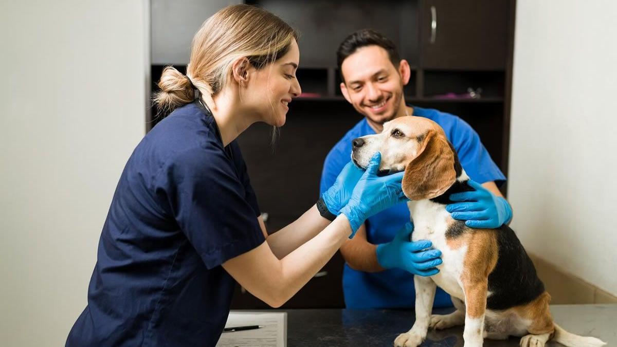 Existen excepciones para deducir los gastos veterinarios de la Declaración de la Renta