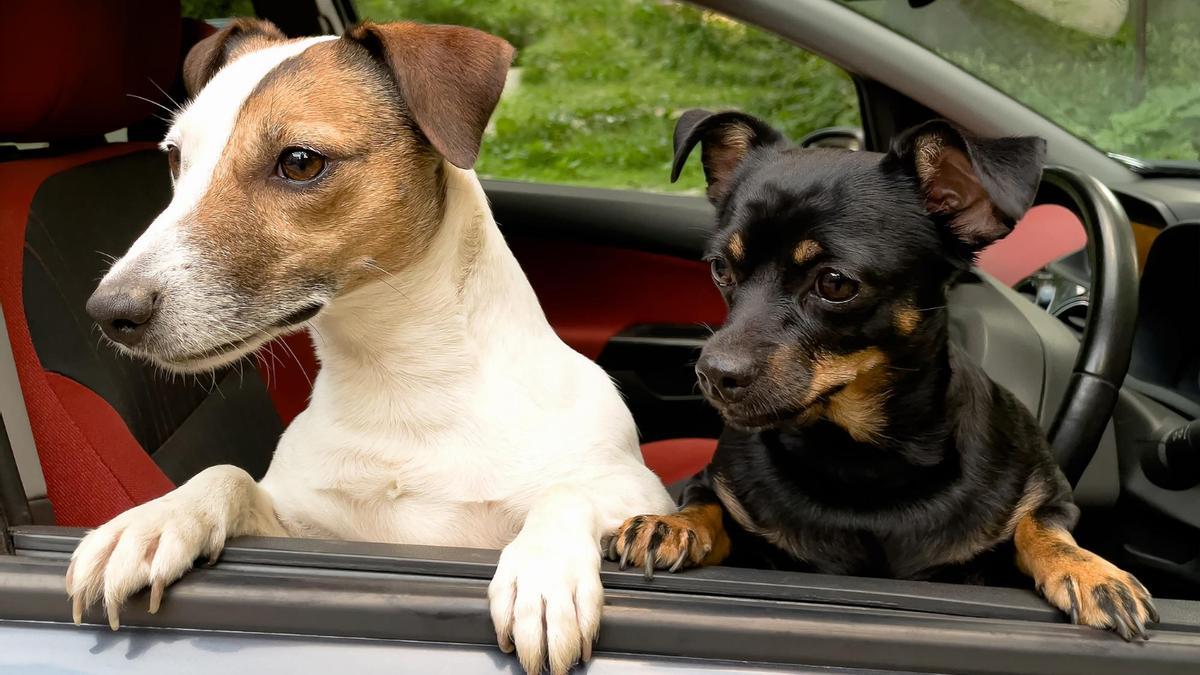 Los perros se marean en los coches.
