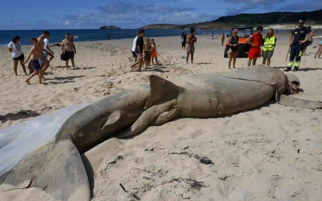 Imagen del tiburón varado en la playa de Doñinos Imagen del tiburón varado en la playa de Doñinos