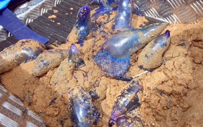 Carabelas portuguesas recogidas en la playa de Zarautz el verano pasado Carabelas portuguesas recogidas en la playa de Zarautz el verano pasado
