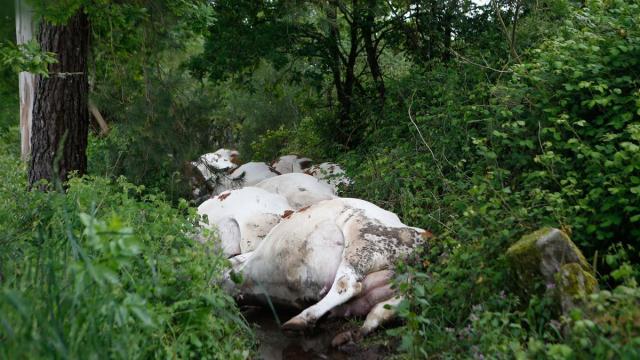 En imágenes: un rayo provoca la muerte de 27 vacas en Pontevedra. / NTM En imágenes: un rayo provoca la muerte de 27 vacas en Pontevedra.
