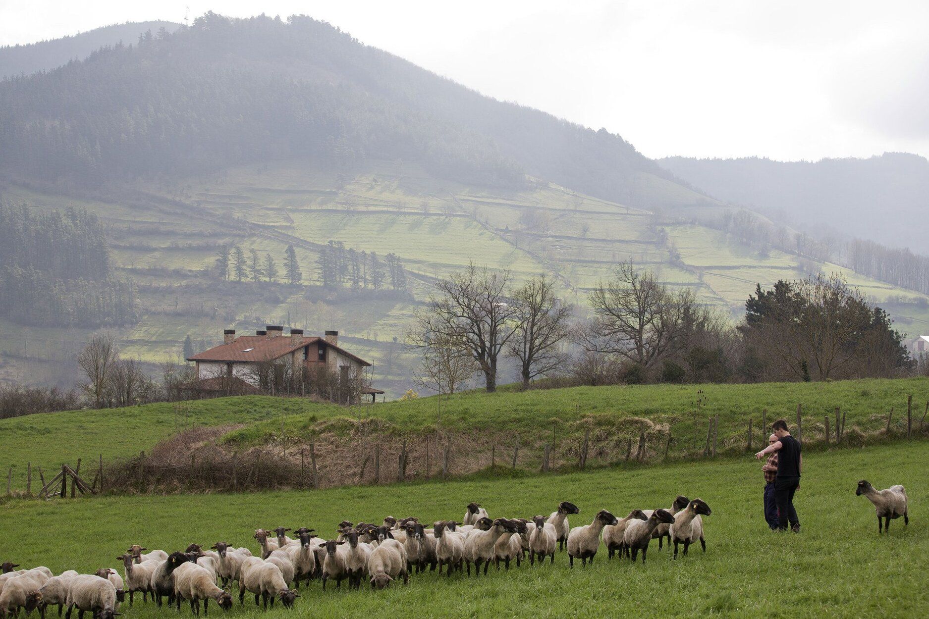 Rebaño de ovejas latxas en Zegama.