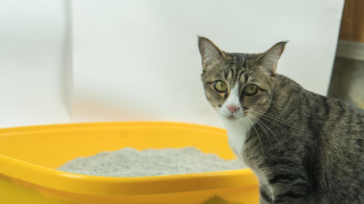 Un gato se prepara para usar su arenero.