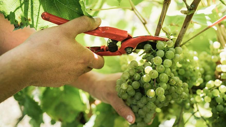 Vendimia de uva de txakoli