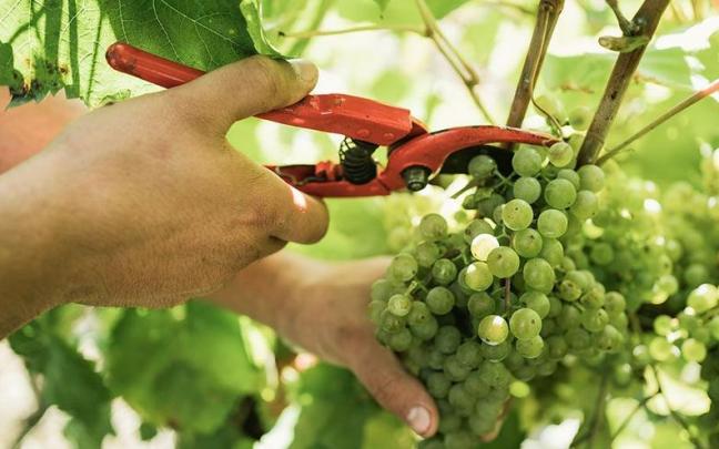 Vendimia de uva de txakoli