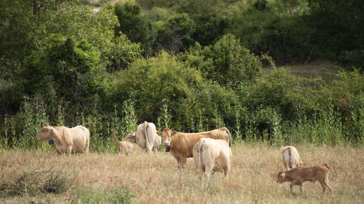 Vacas de la demostración