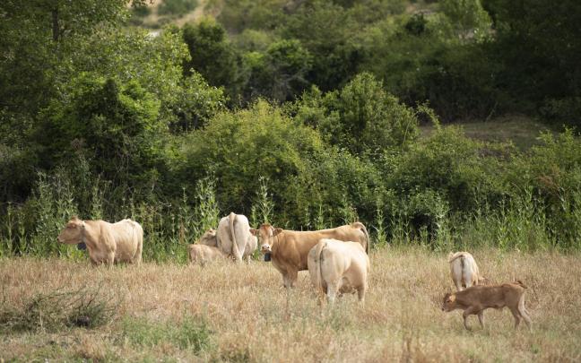 Vacas de la demostración