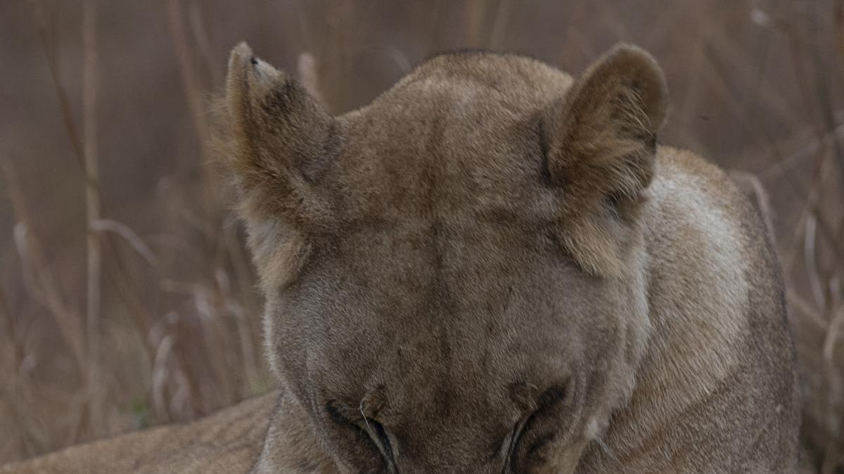 Fotografías de África
