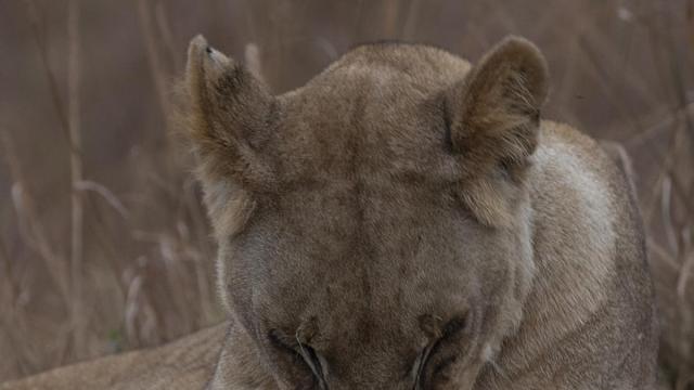 Fotografías de África
