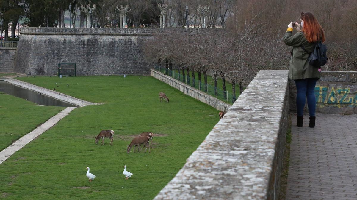 Patos y ciervos, en los fosos de la Taconera.