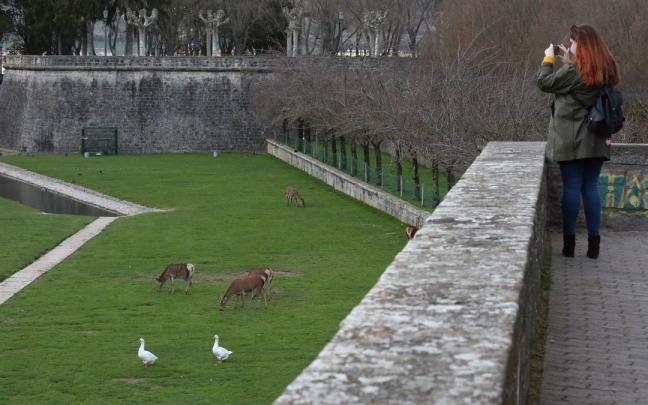 Patos y ciervos, en los fosos de la Taconera.