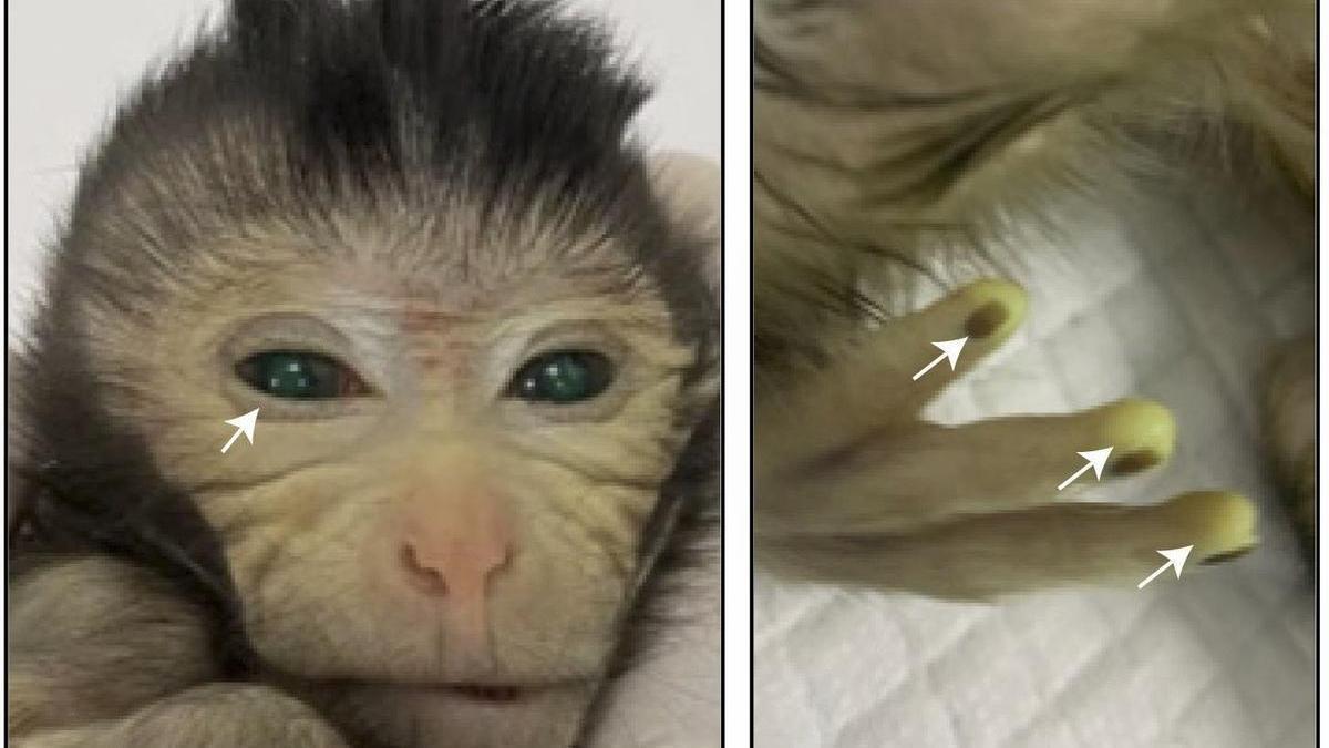 La cría de macaco cangrejero tres días después de su nacimiento con muestras de las señales de fluorescencia verde en diferentes partes del cuerpo