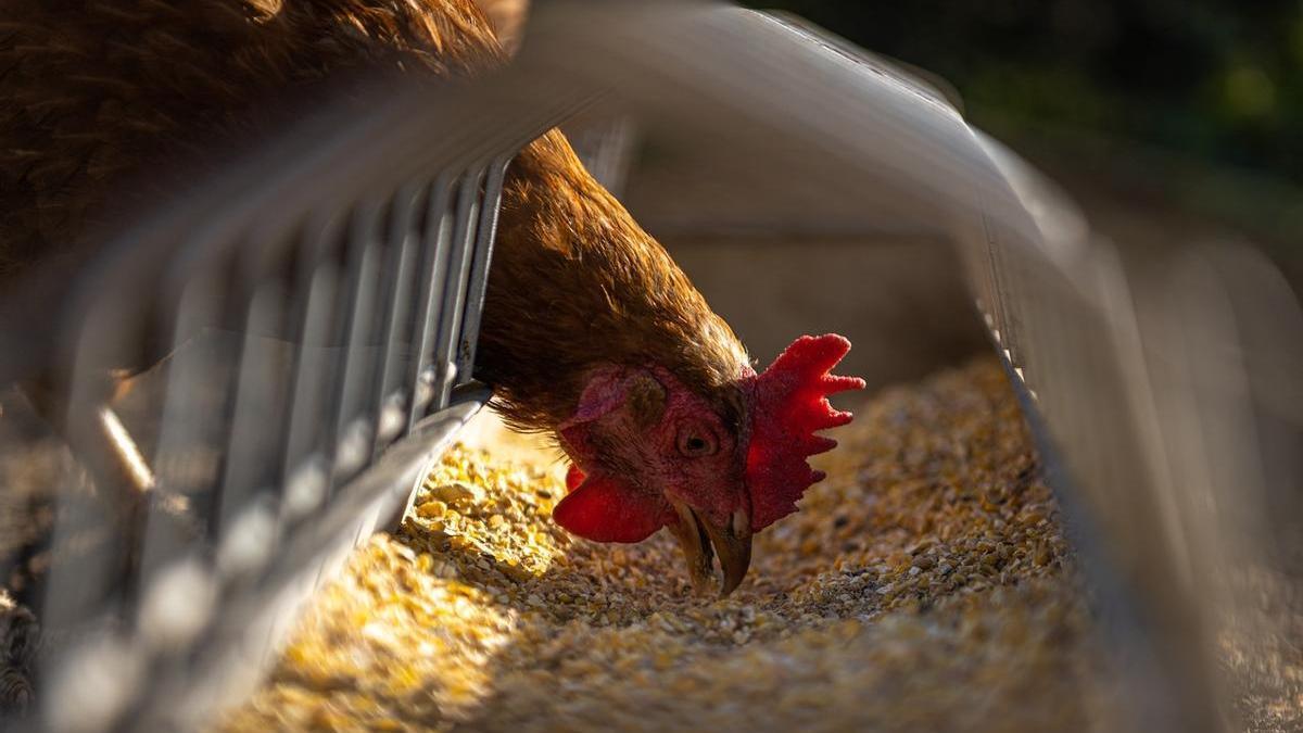 Los virus de la gripe aviar como el H5N1 infectan principalmente a huéspedes con receptores de glicanos que contienen ácido siálico.