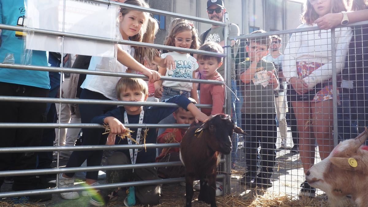 Los animales volverán a concitar el interés de niños y mayores en la feria de Itziar.