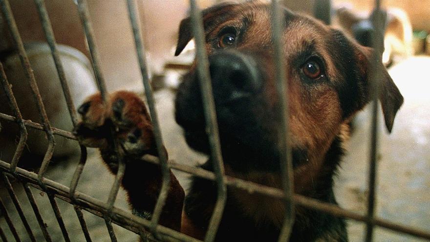 Leioa da una «última oportunidad» a los perros abandonados enfermos,  mayores o maltratados