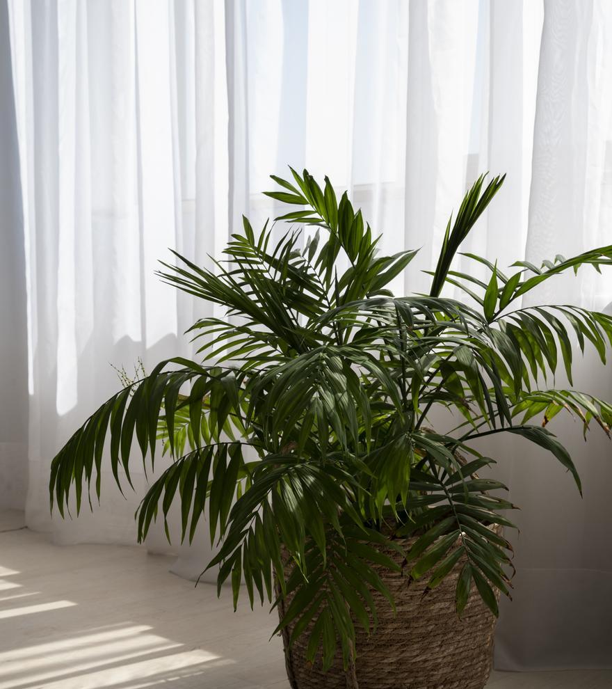Una planta areca o 'Palma Areca'.
