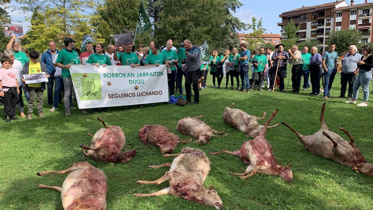 Ovejas muertas por un ataque de lobos en Kuartango.