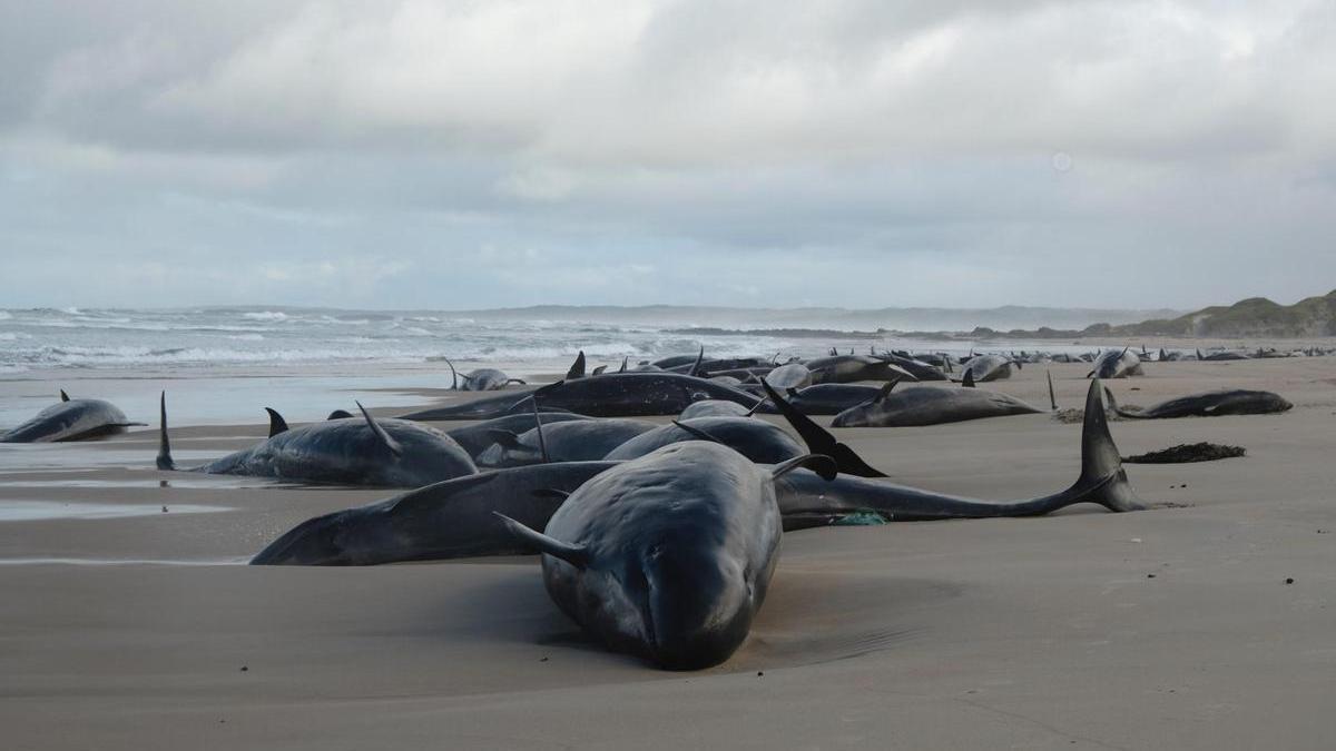 Autoridades ambientales en Australia sacrificarán a cientos de ballenas varadas en Tasmania