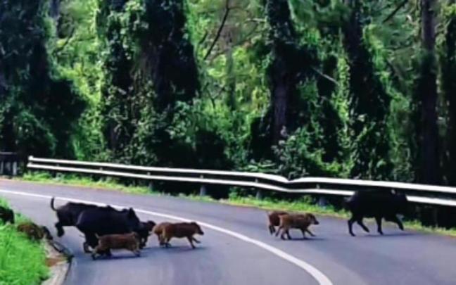 Un grupo de jabalíes atraviesa una carretera en un localidad de Debabarrena.