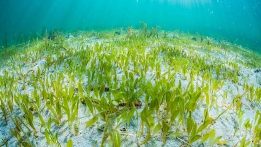 Imagen de la planta marina invasora, Halophila stipulacea.
