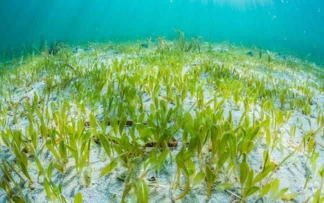 Imagen de la planta marina invasora, Halophila stipulacea.